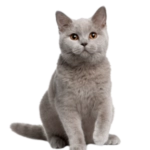 Gatos